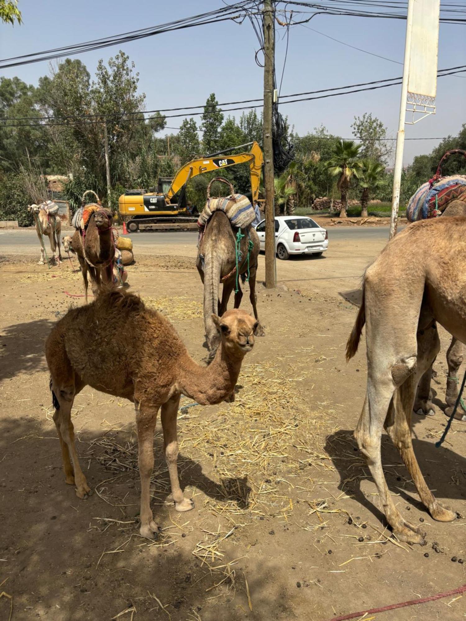 Villa Jamel Marrakech Zac مراكش المظهر الخارجي الصورة